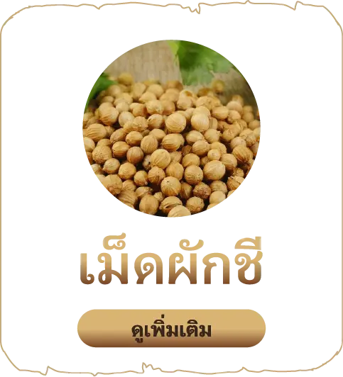 เสน่หา-เม็ดผักชี