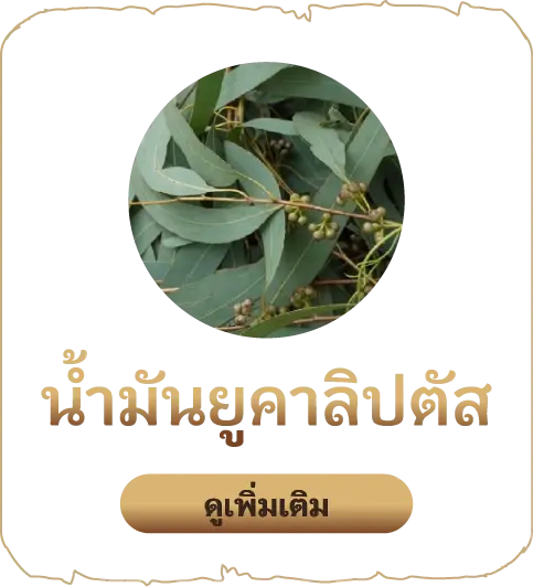 เสน่หา-น้ำมันยูคาลิปตัส