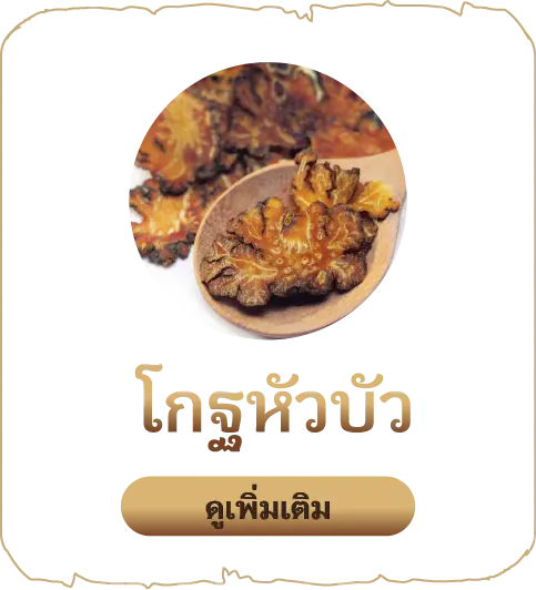 เสน่หา-โกฐหัวบัว